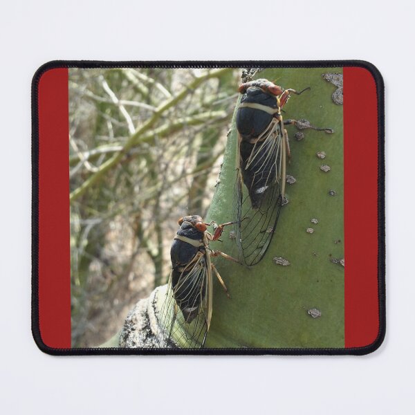 Item preview, Pair of cicadas on palo verde tree - Arizona designed and sold by Creative Endeavors ..