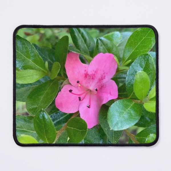 Item preview, Lone Pink Azalea  designed and sold by Amanda1775.