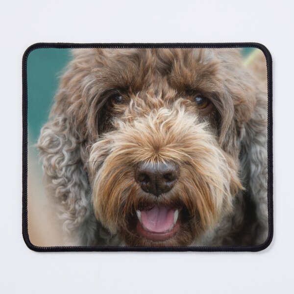 Item preview, Cockapoo designed and sold by heidipics.