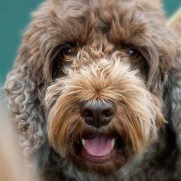 Artwork thumbnail, Cockapoo by heidipics