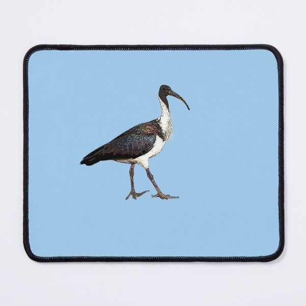 Item preview, Straw-necked Ibis Color Design designed and sold by designsasstultd.