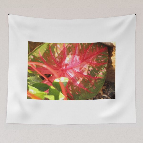 Item preview, Caladium designed and sold by matthewsimon1.