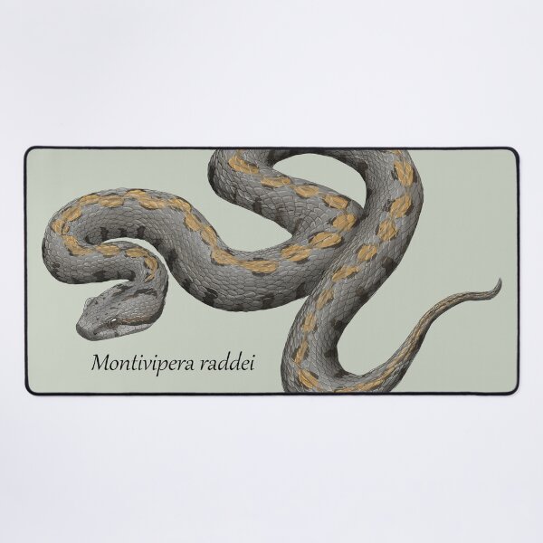 Item preview, Montivipera raddei - Armenian Viper designed and sold by ArtByBreah.
