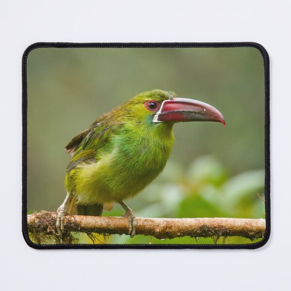 Item preview, CRIMSON-RUMPED TOUCANET 2 designed and sold by adumont1.