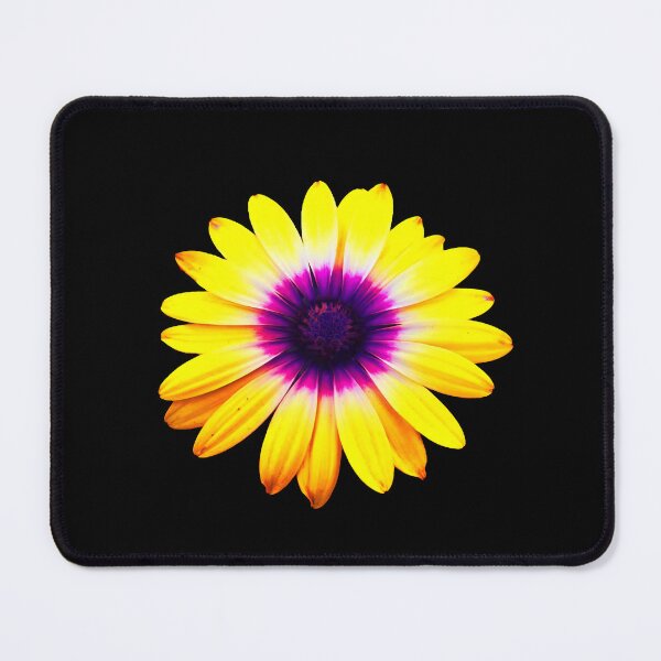 Item preview, Flower Osteospermum photo design no background designed and sold by CbhImages.