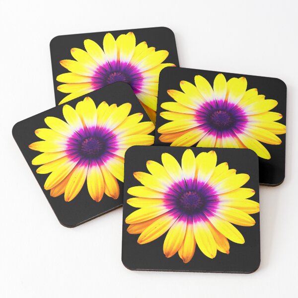 Item preview, Flower Osteospermum photo design no background designed and sold by CbhImages.