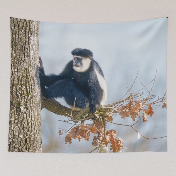 Item preview, Colobus Monkey in the Canopy designed and sold by rawshutterbug.