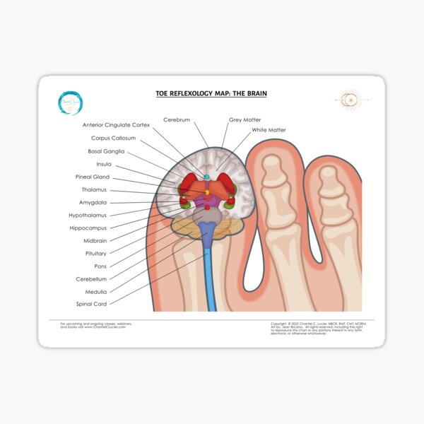 Item preview, Brain Reflexology Map designed and sold by ChantelCLucier.