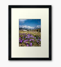 Mountains and crocus flowers on Velika Planina, Slovenia Framed Print