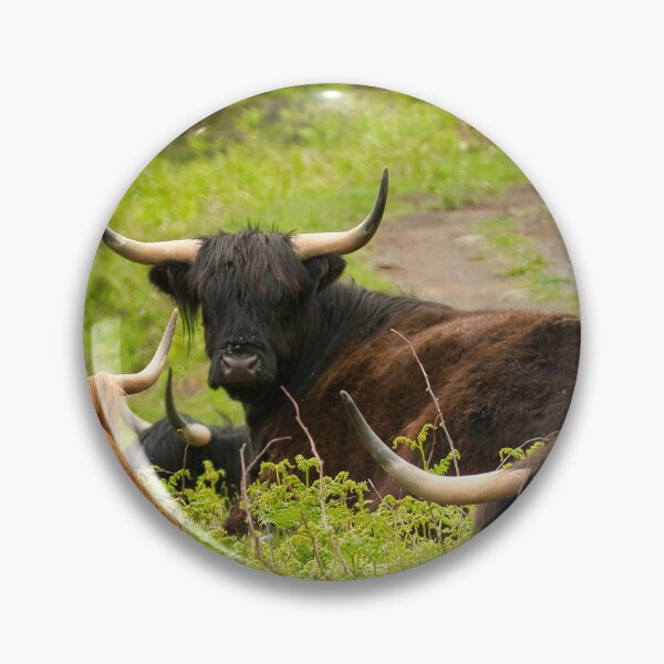 Item preview, highland cows designed and sold by TheoPhotoraphy.