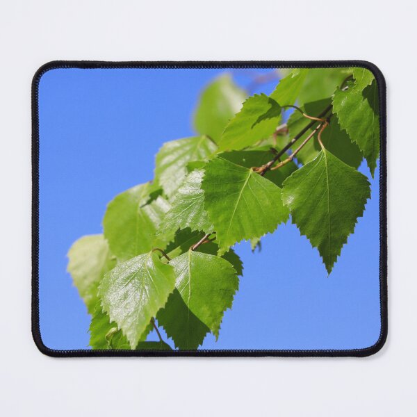 Item preview, Birch Leaves against Blue Sky designed and sold by Taina Sohlman.