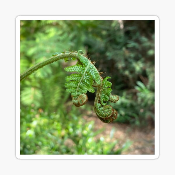 Item preview, Ferns in the Enchanted Forest Nature Photography designed and sold by LoreliDesigns.