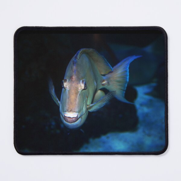 Item preview, Fish Face designed and sold by Savannah Gibbs.