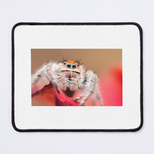 Item preview, Cute Orange Jumping Spider (Phidippus regius) designed and sold by SharpSpoods.