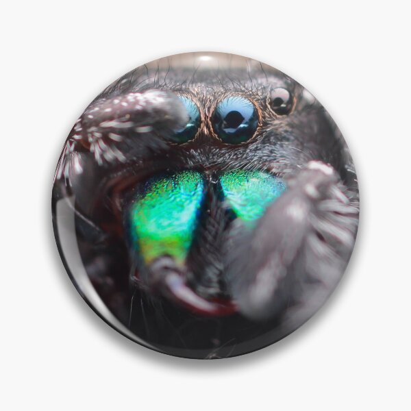 Item preview, Handsome Jumping Spider male (Phidippus regius) designed and sold by SharpSpoods.