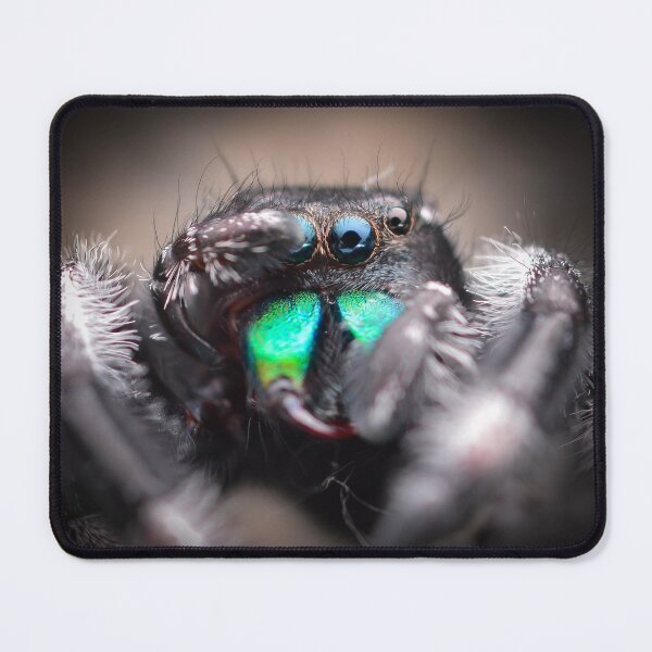 Item preview, Handsome Jumping Spider male (Phidippus regius) designed and sold by SharpSpoods.