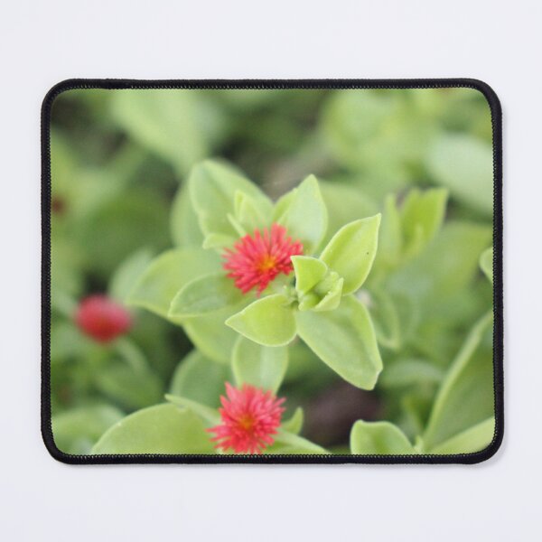 Item preview, Ice plant  designed and sold by matthewsimon1.