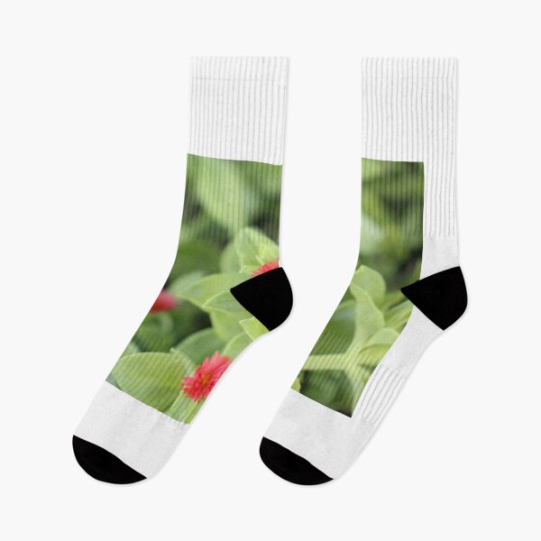 Item preview, Ice plant  designed and sold by matthewsimon1.
