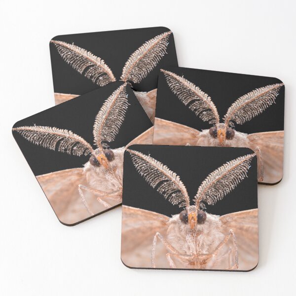 Item preview, Great Oak Beauty Moth (Hypomecis roboraria) designed and sold by SharpSpoods.