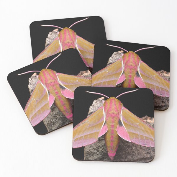 Item preview, Elephant Hawkmoth (Deilephila elpenor) designed and sold by SharpSpoods.