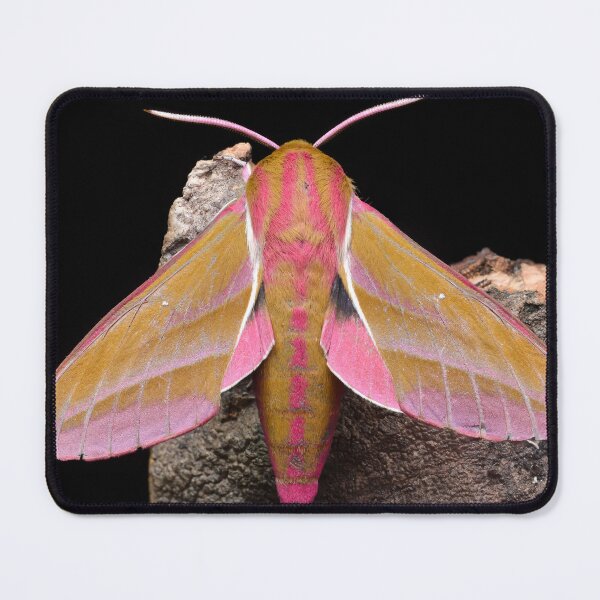 Item preview, Elephant Hawkmoth (Deilephila elpenor) designed and sold by SharpSpoods.