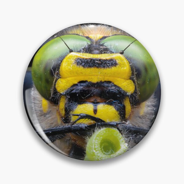 Item preview, Golden-ringed dragonfly face (Cordulegaster boltonii) designed and sold by SharpSpoods.