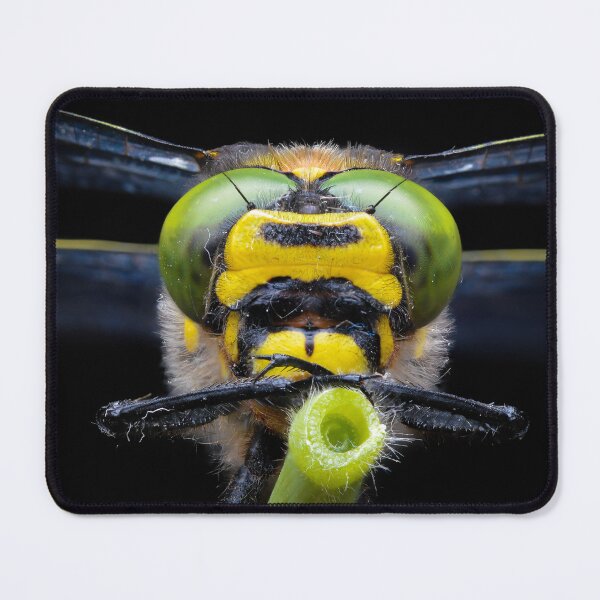Item preview, Golden-ringed dragonfly face (Cordulegaster boltonii) designed and sold by SharpSpoods.