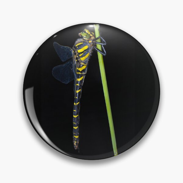 Item preview, Golden-ringed dragonfly (Cordulegaster boltonii) designed and sold by SharpSpoods.