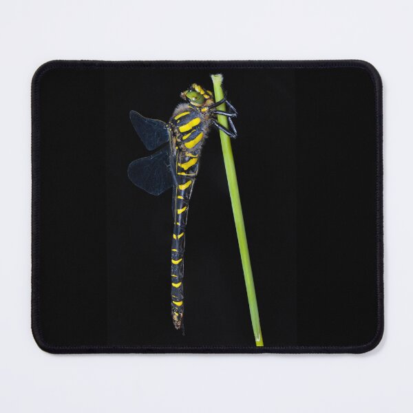 Item preview, Golden-ringed dragonfly (Cordulegaster boltonii) designed and sold by SharpSpoods.