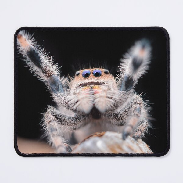 Item preview, Cute waving Jumping Spider (Phidippus regius) designed and sold by SharpSpoods.