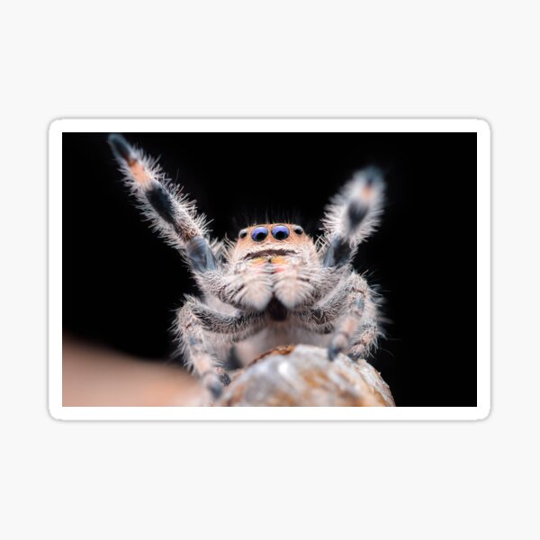 Item preview, Cute waving Jumping Spider (Phidippus regius) designed and sold by SharpSpoods.