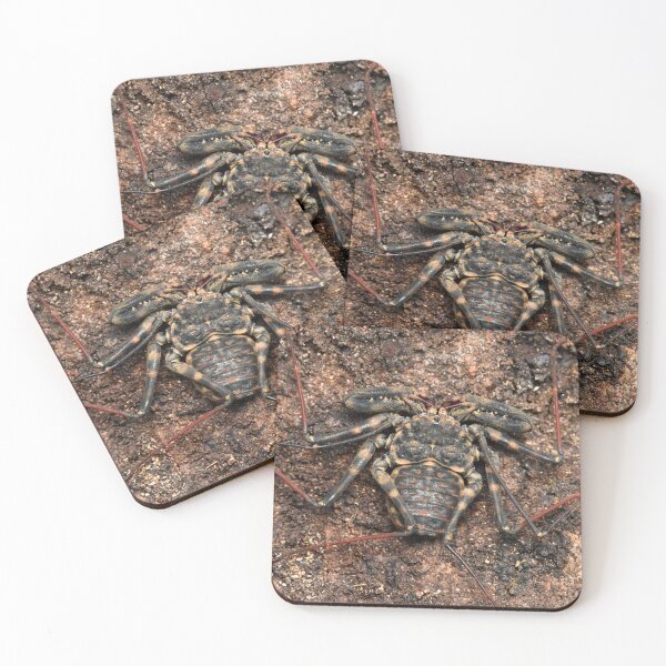 Item preview, Impressive Tailless whip scorpion (Damon annulatipes) designed and sold by SharpSpoods.