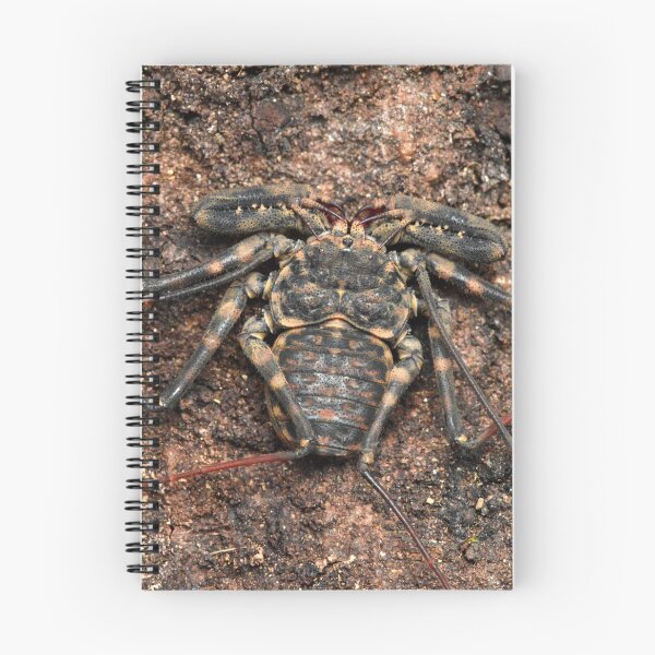 Item preview, Impressive Tailless whip scorpion (Damon annulatipes) designed and sold by SharpSpoods.