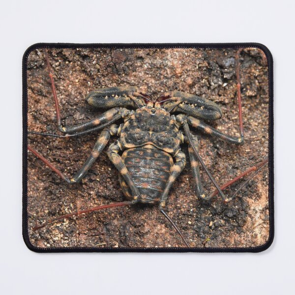 Item preview, Impressive Tailless whip scorpion (Damon annulatipes) designed and sold by SharpSpoods.