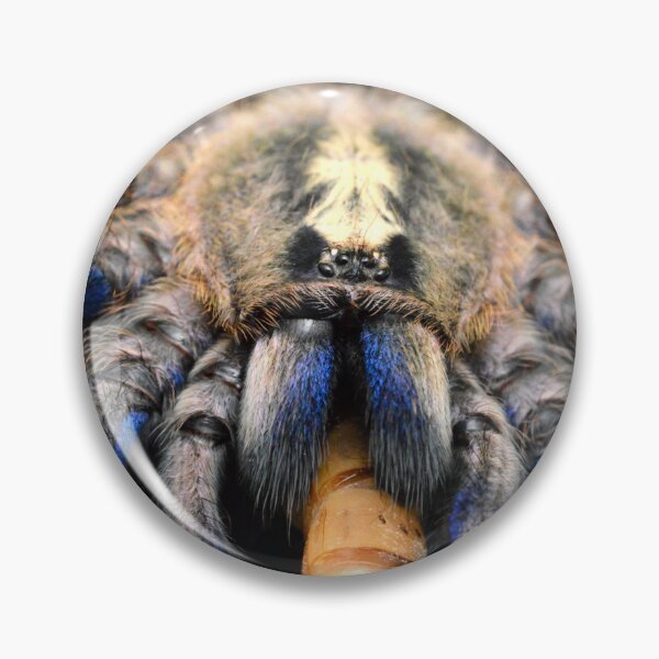 Item preview, Beautiful blue Gooty Sapphire Ornamental Tarantula (Poecilotheria metallica) designed and sold by SharpSpoods.