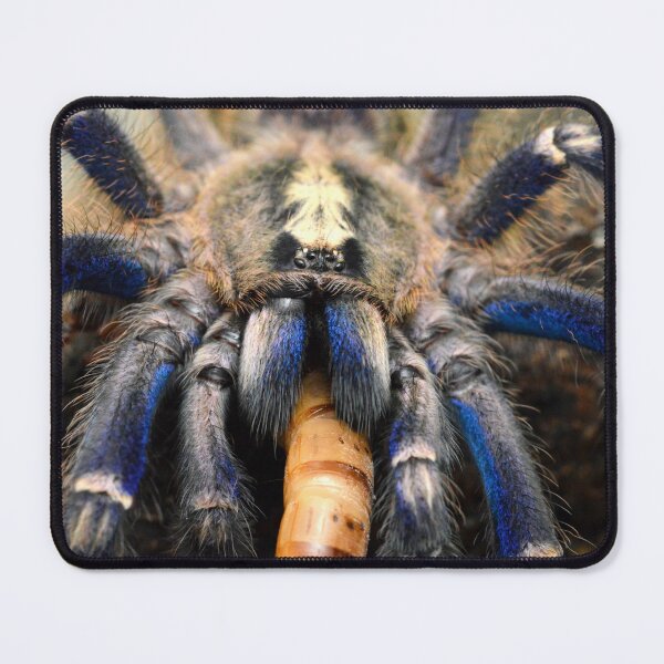 Item preview, Beautiful blue Gooty Sapphire Ornamental Tarantula (Poecilotheria metallica) designed and sold by SharpSpoods.