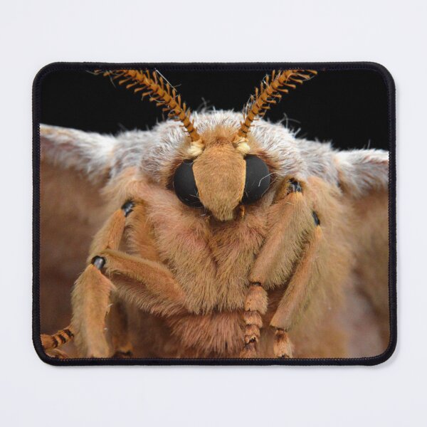 Item preview, Cute Chinese Oak Silkmoth (Antheraea pernyi) designed and sold by SharpSpoods.