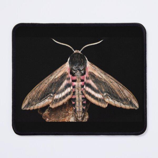 Item preview, Large Privet Hawkmoth (Sphinx ligustri) designed and sold by SharpSpoods.