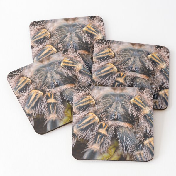 Item preview, Fluffy Chaco Golden Knee Tarantula (Grammostola pulchripes) designed and sold by SharpSpoods.