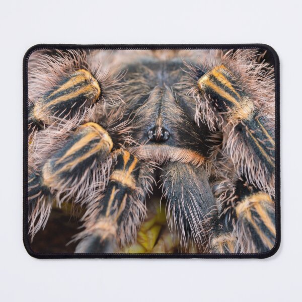Item preview, Fluffy Chaco Golden Knee Tarantula (Grammostola pulchripes) designed and sold by SharpSpoods.