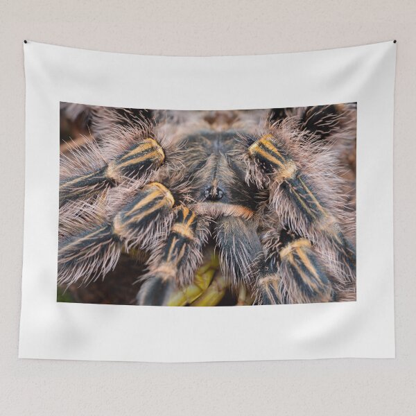 Item preview, Fluffy Chaco Golden Knee Tarantula (Grammostola pulchripes) designed and sold by SharpSpoods.