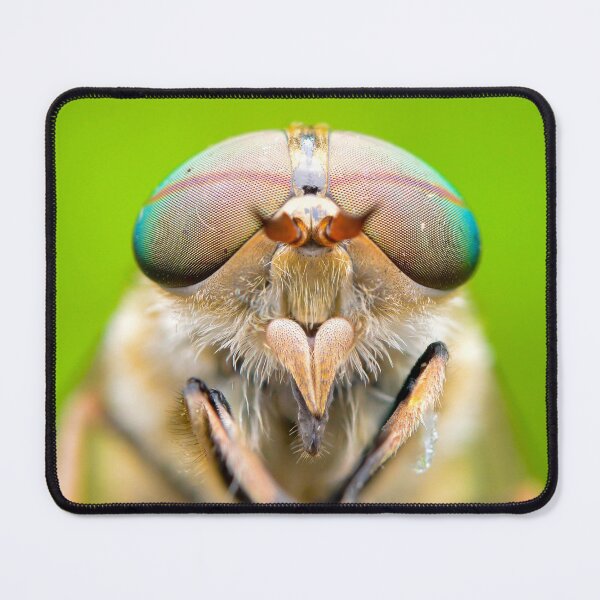 Item preview, Mesmerising Band-eyed Brown Horsefly (Tabanus bromius) designed and sold by SharpSpoods.