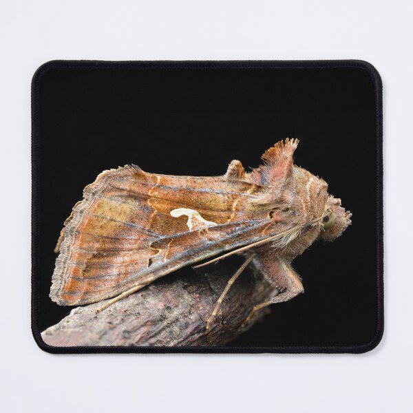 Item preview, Silver Y moth (Autographa gamma) designed and sold by SharpSpoods.