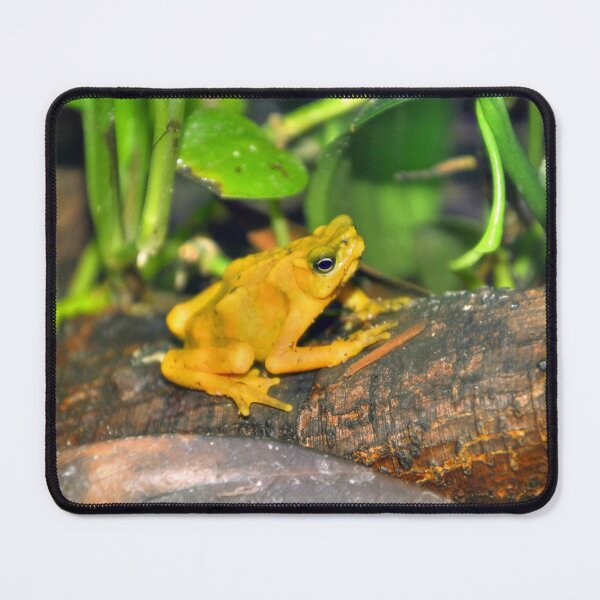 Item preview, Golden Poison Dart Frog designed and sold by Savannah Gibbs.