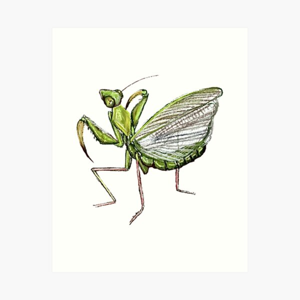Item preview, Green Mantis designed and sold by Kyra C. Kalageorgi.