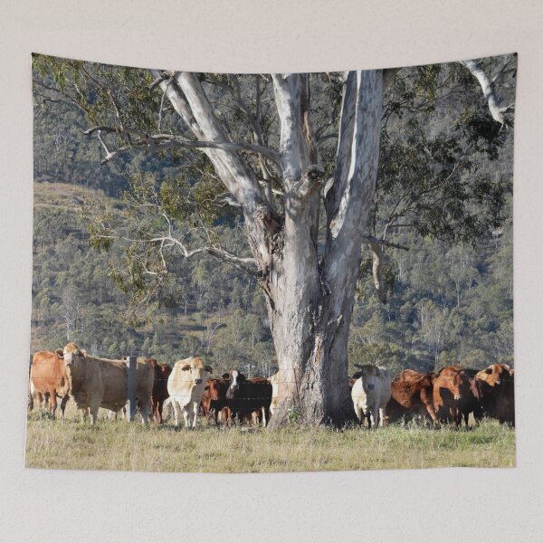 Item preview, COUNTRY LIFESTYLE, GUM TREES AND CATTLE designed and sold by Barbara Jean Photo Art And Design.