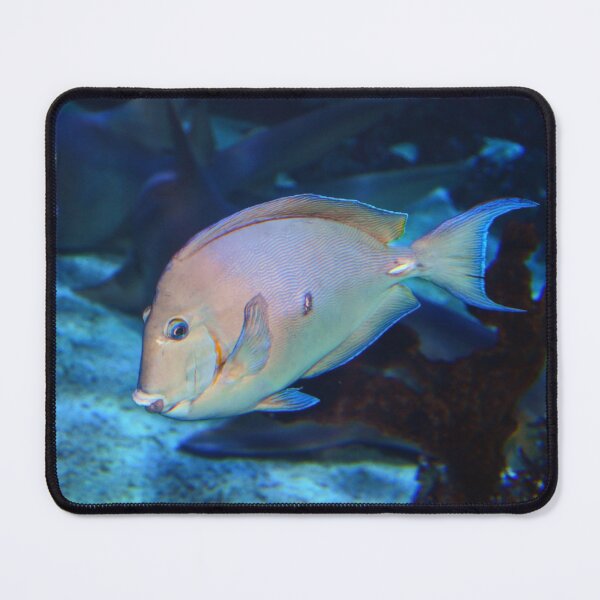 Item preview, Fish designed and sold by Savannah Gibbs.