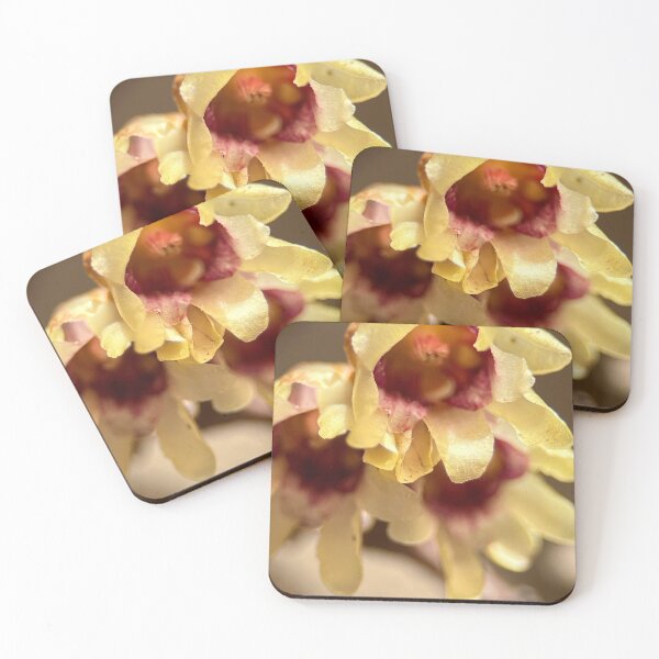 Item preview, Closeup Wintersweet  flower in bloom designed and sold by lyf24.