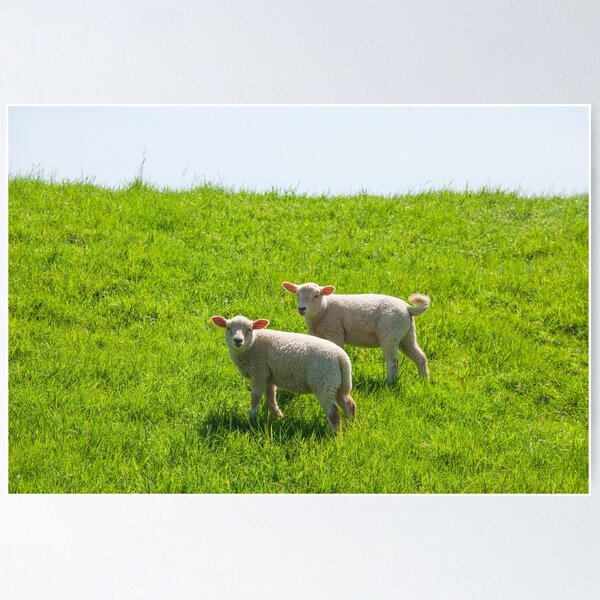Item preview, Two lambs on a dike, Leer, East Frisia, Lower Saxony, Germany designed and sold by Torsten  Krüger.