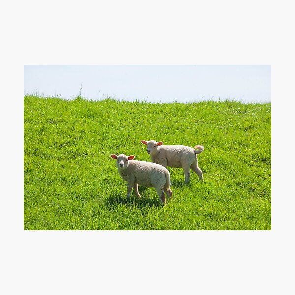 Item preview, Two lambs on a dike, Leer, East Frisia, Lower Saxony, Germany designed and sold by Torsten  Krüger.
